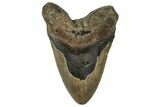 Fossil Megalodon Tooth - North Carolina #328324-1